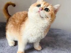 -东方名猫馆·英短金渐层布偶猫舍(环线广场1号楼店)