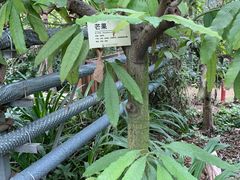 -呀路古热带植物园