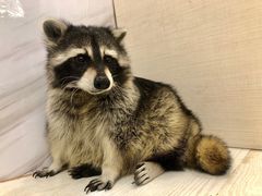 -浣熊柯尔鸭土拨鼠·电玩咖