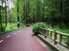 -黄海国家森林公园