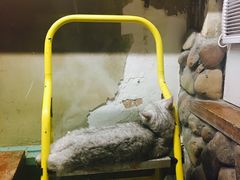 -猫咪博物馆(顶澳仔猫街店)