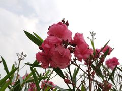 -麦当劳(电白服务区店)