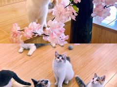 -喵八撸猫馆