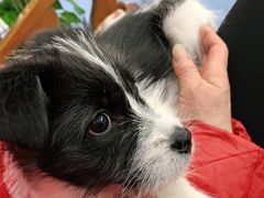 -顺强宠物诊所·狂犬免疫·夜诊·骨科(嘉定店)