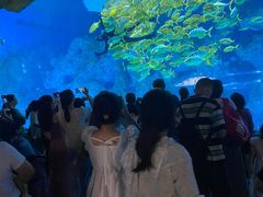 -芜湖新华联大白鲸海洋公园