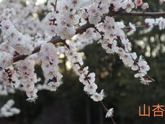 -颐和园