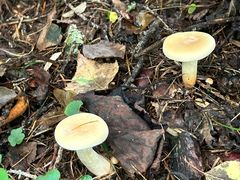 -五营红松林海景区