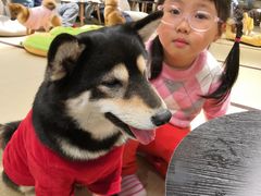 -逗柴咖啡屋·狗咖猫咖宠物桌游