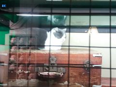 -猫咪博物馆(顶澳仔猫街店)