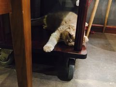 -咖法森林·咖啡  酒吧(天河店)