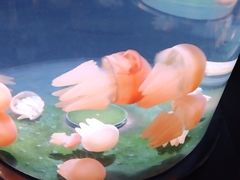 -悉尼海洋生物水族馆