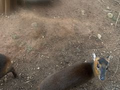 -昆明动物园