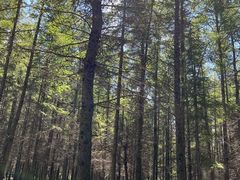 -塞罕坝国家级自然保护区