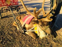 -塞罕坝国家级自然保护区