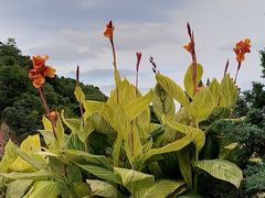 -上海辰山植物园