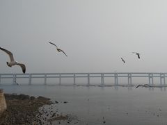 -星海湾跨海大桥