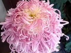 -天津市河西区金子小一一儿童军校幼儿园