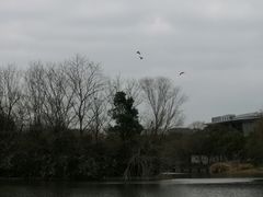 -新江湾城公园