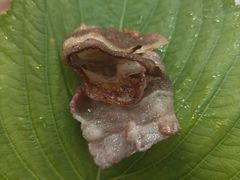 -青瓦餐厅·生鱼片·韩园烤肉(西塔店)