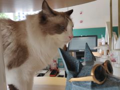 -飞行喵MR PILOT|猫舍·猫咖(静安大融城店)