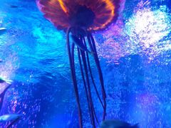 -沈阳海洋探索中心