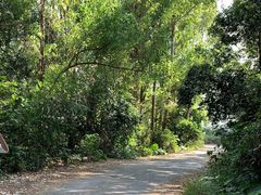 -火炉山森林公园