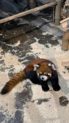 -Zoolung Zoolung动物主题公园(海信广场店)