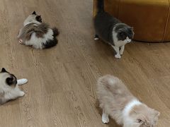 -1013 PET SHOP精品宠物商店(丁香店)