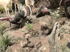 -陕西自然博物馆