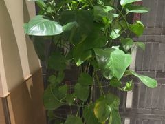 -泓历皇朝酒店(东亭店)