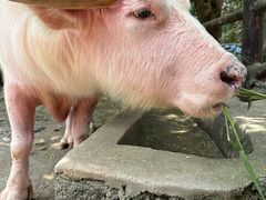-海南热带野生动植物园