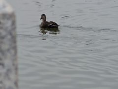 -海珠湖公园