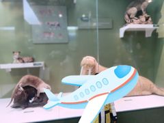 -国家自然博物馆