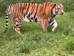 -上海野生动物园