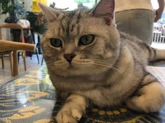 -平行世界·猫咖(首经贸店)