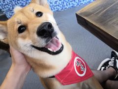 -柴源莊·柴小宠柴犬咖啡