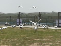 -盐城丹顶鹤湿地生态旅游区