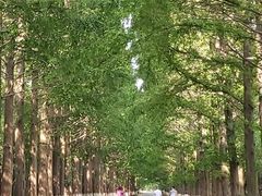 -黄海国家森林公园