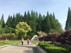 -水杉园