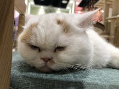 -藏猫猫咖啡主题馆(中央大道店)