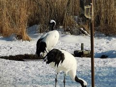 -钏路市丹顶鹤自然公园