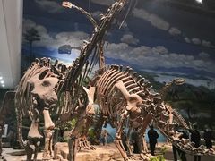 -自贡恐龙博物馆