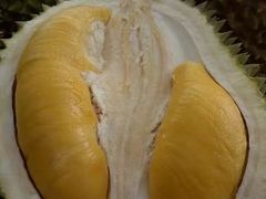 -都念榴莲·城市榴莲