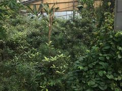-呀路古热带植物园-恐龙馆