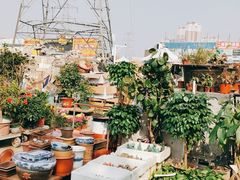 -中环花鸟鱼虫市场