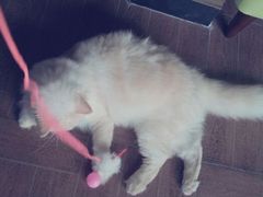 android_upload_pic-暗黑魔法·玄灵未妖阁·塔罗·占星·心理咨询