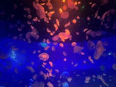-江和美海洋公园