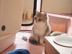 -东方名猫馆·英短金渐层布偶猫舍(环线广场1号楼店)