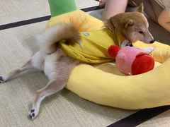 -逗柴咖啡屋·狗咖猫咖宠物桌游