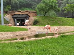 -沈阳森林动物园